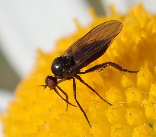 Réf. 222 803 : Empis sp.